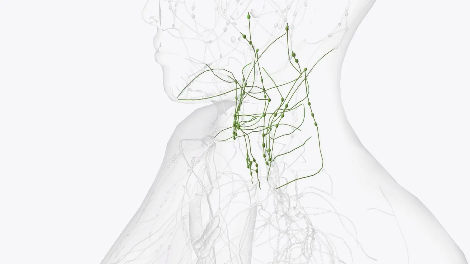 Lymphsystem