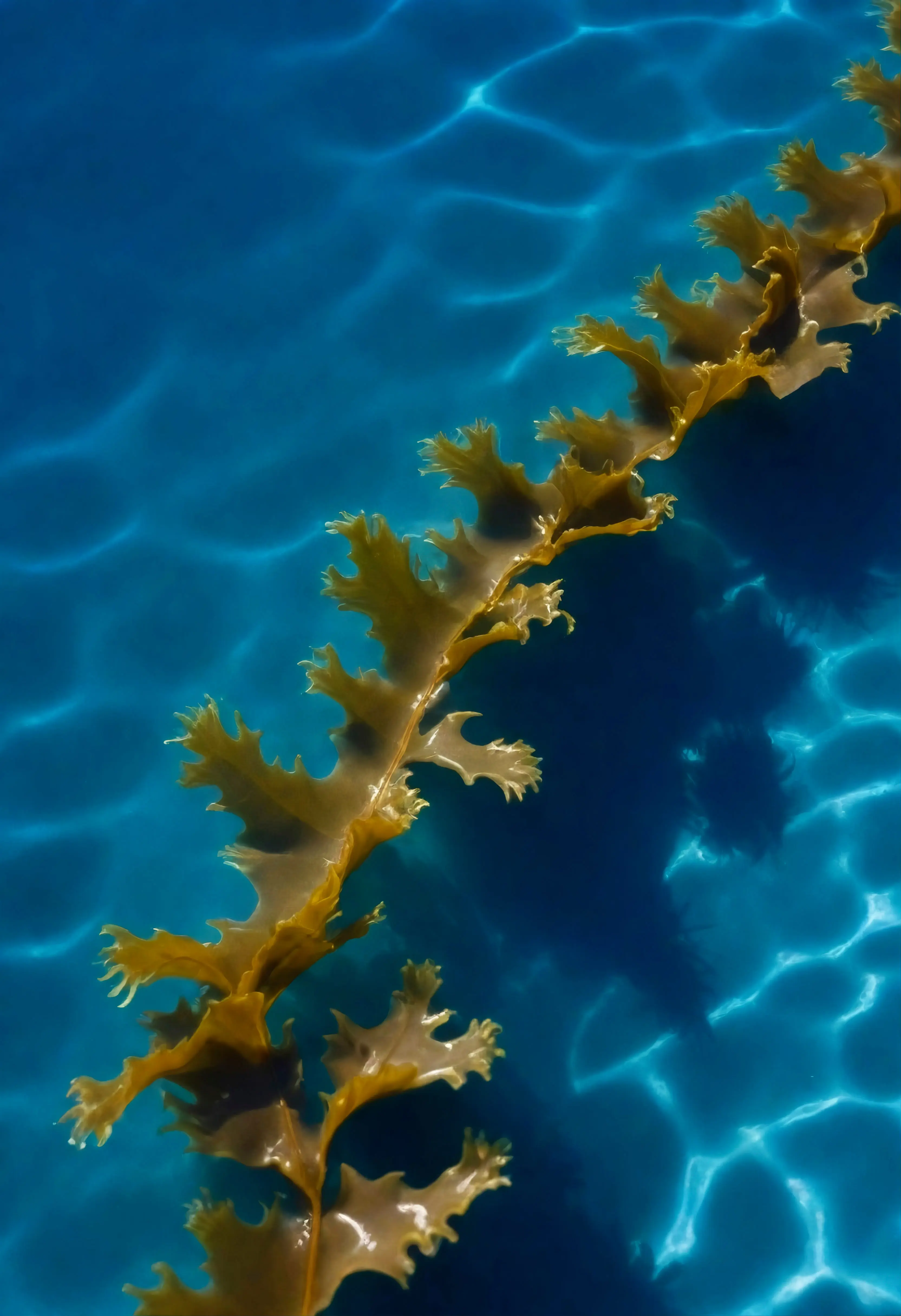 Skeletonema marinoi Mikroalge im Meer