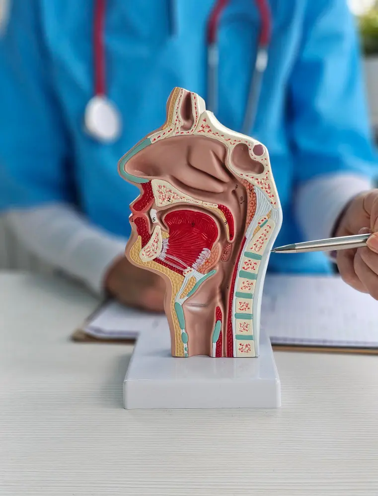 plastische Darstellung des Hals und Rachenbereichs