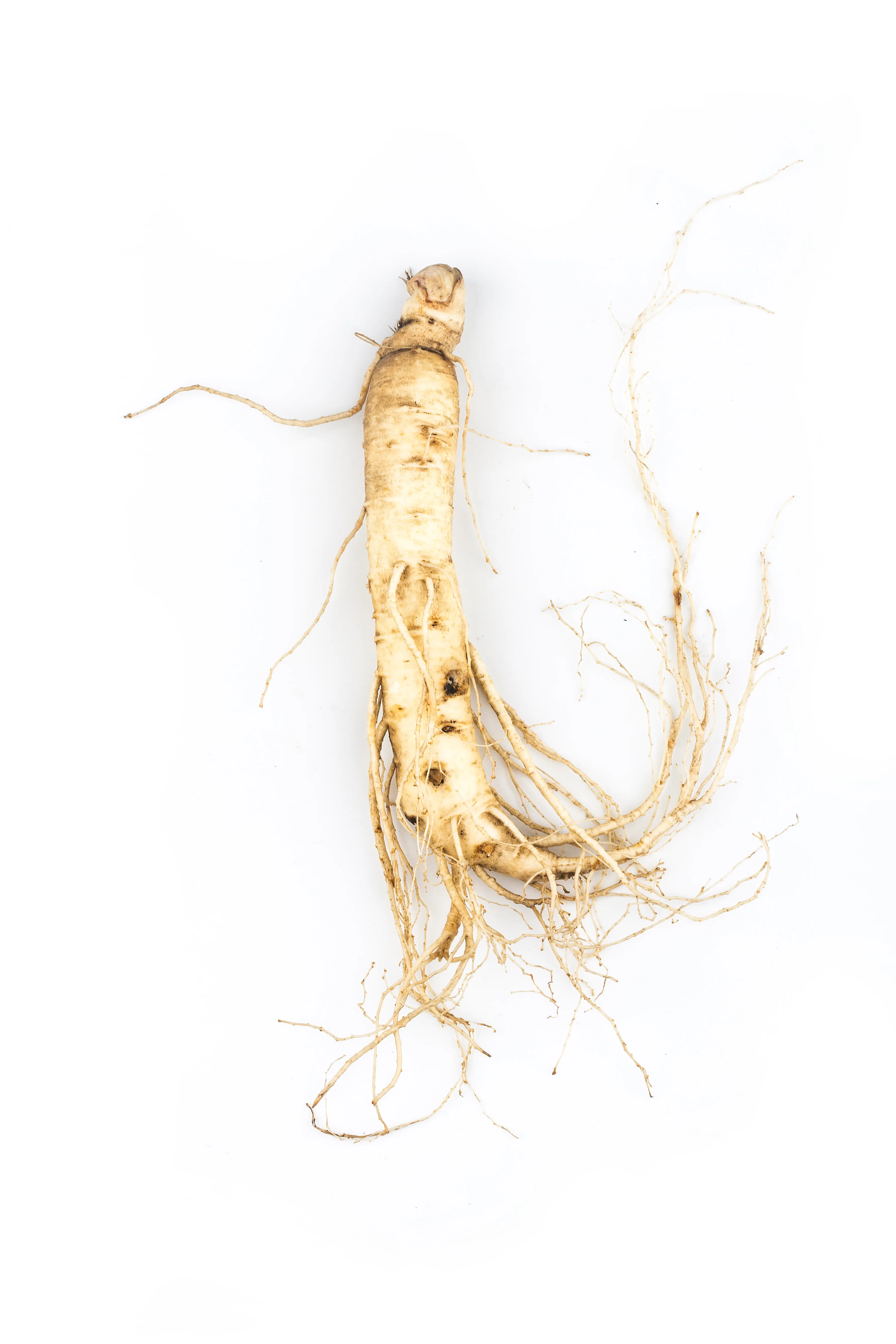 Ginseng