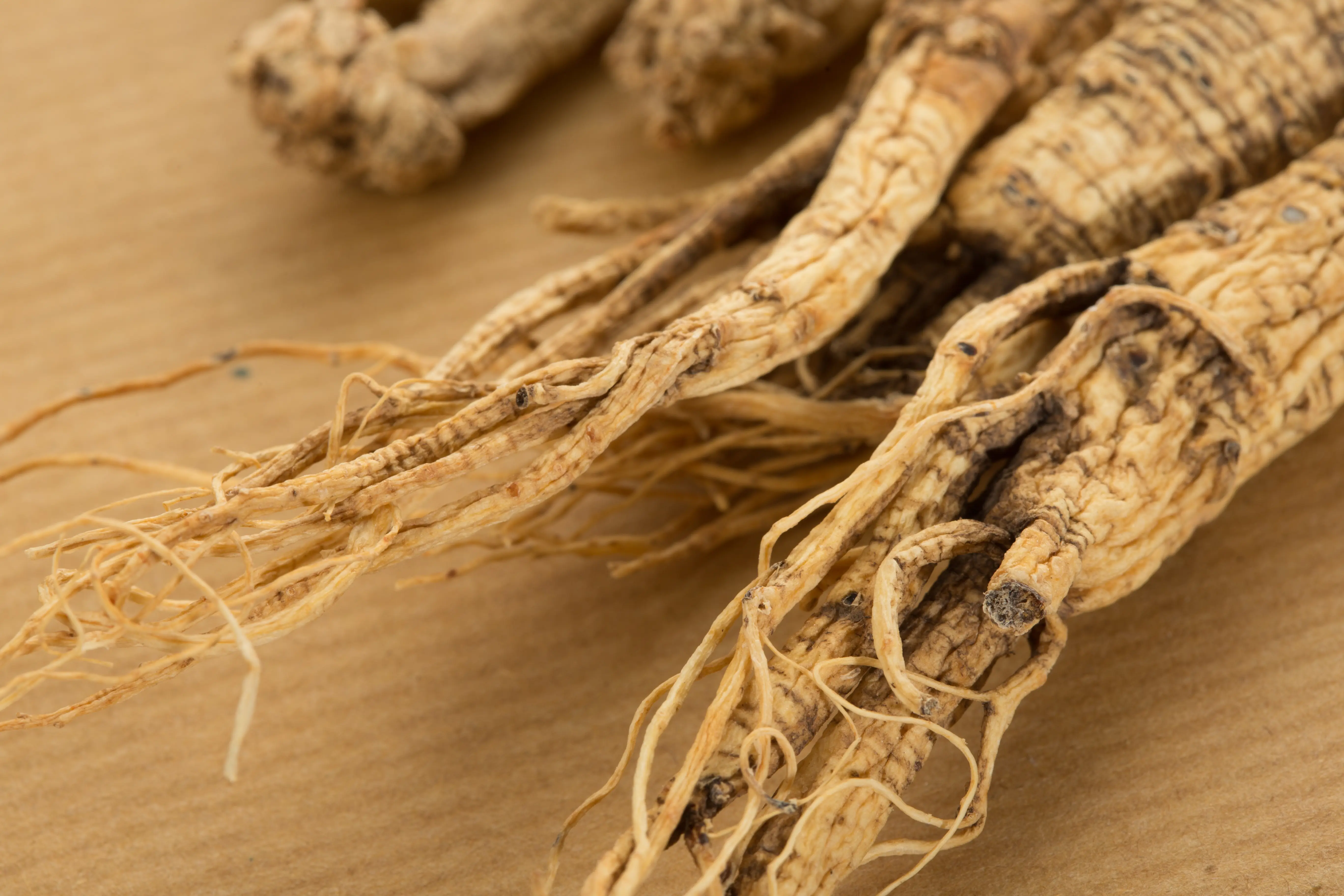 Ginseng Wurzel