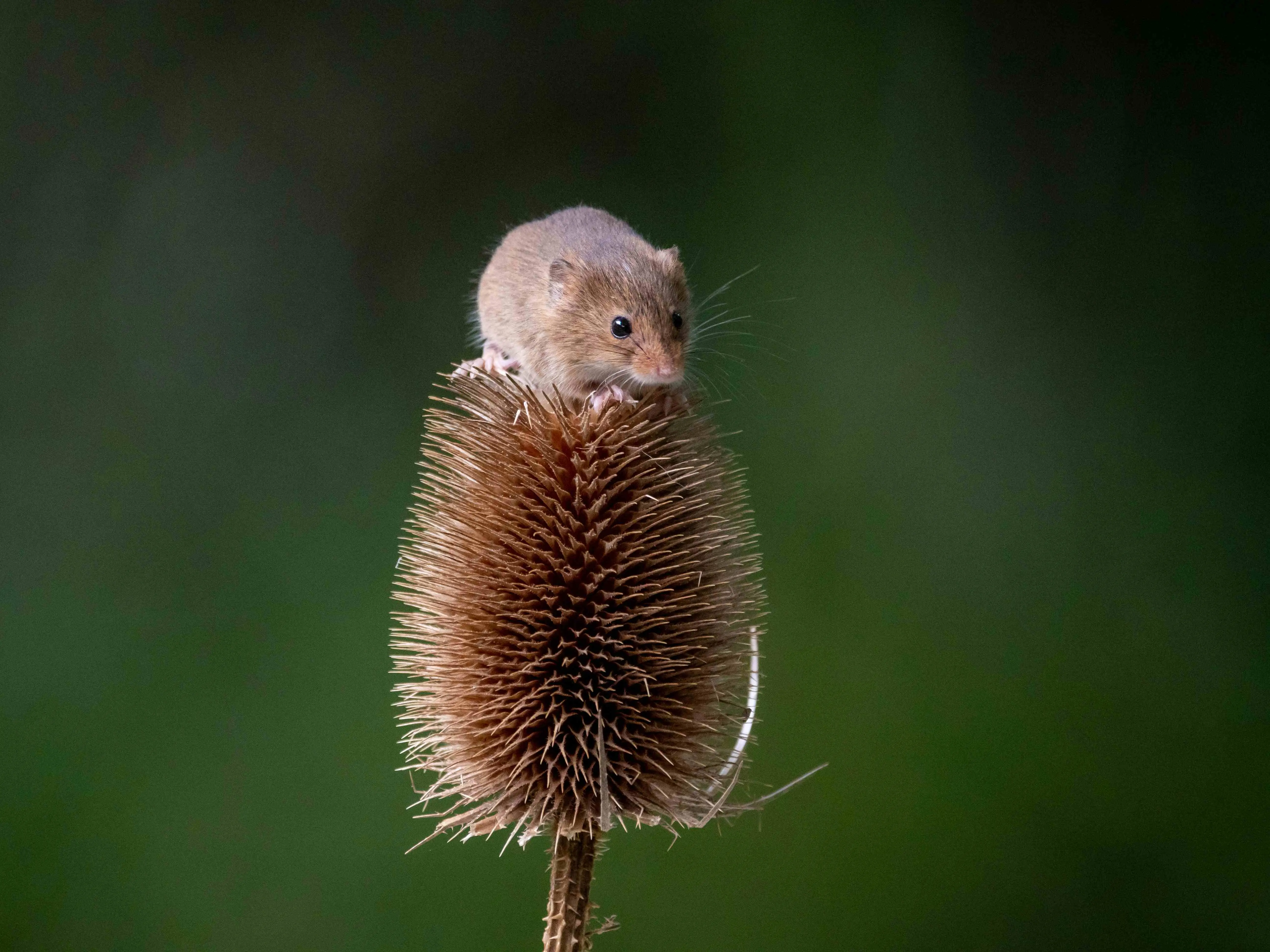 Maus Hantavirus