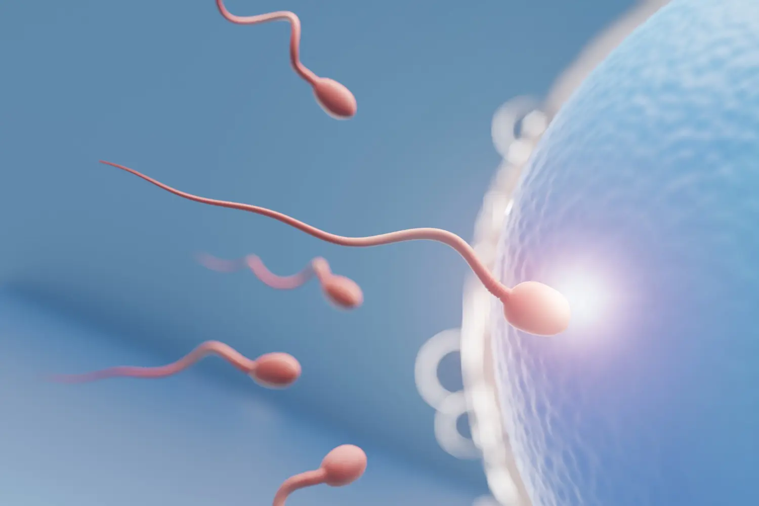 Spermien 3D Rendering Eizelle Kinderwunsch