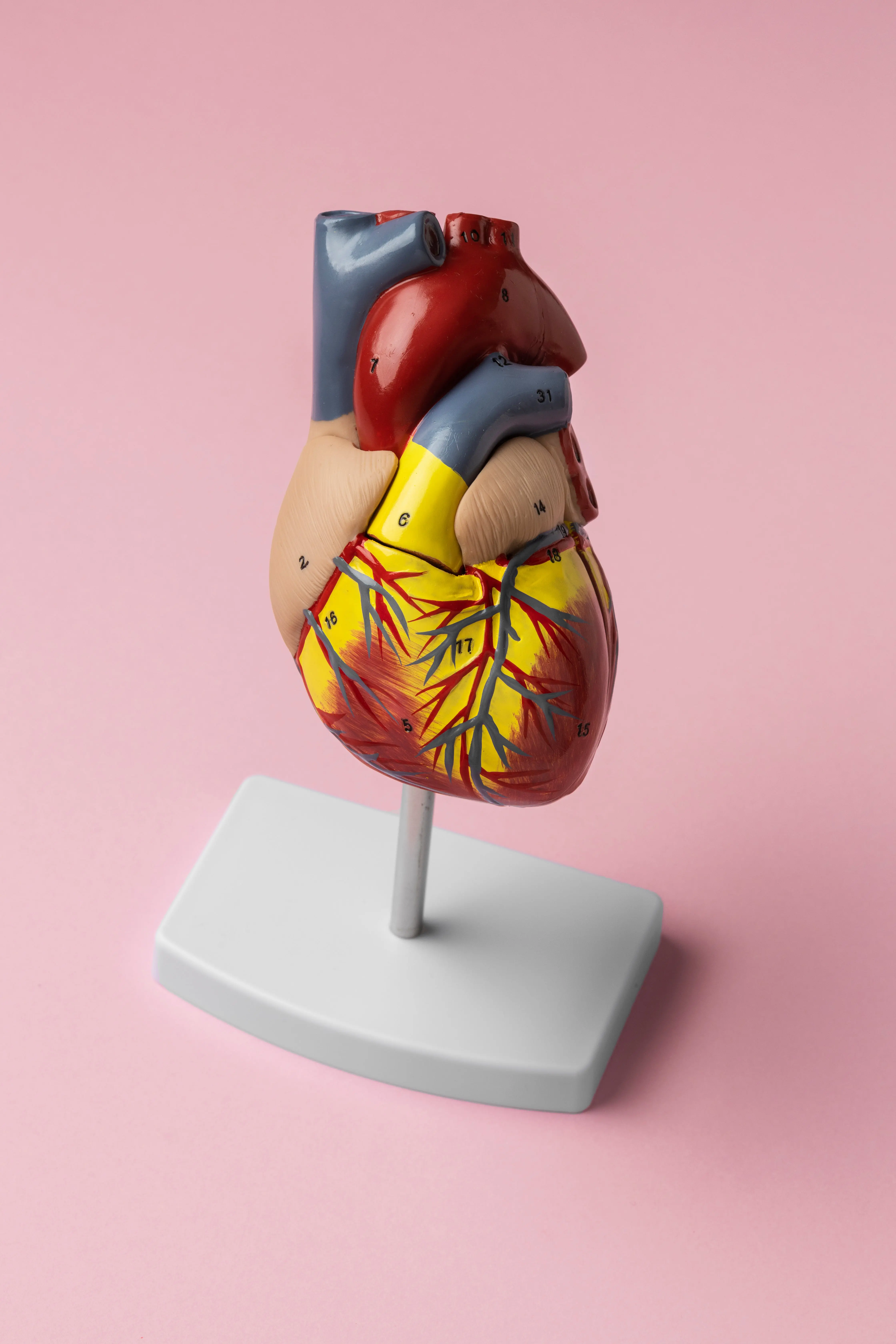 view-anatomic-heart-model-educat