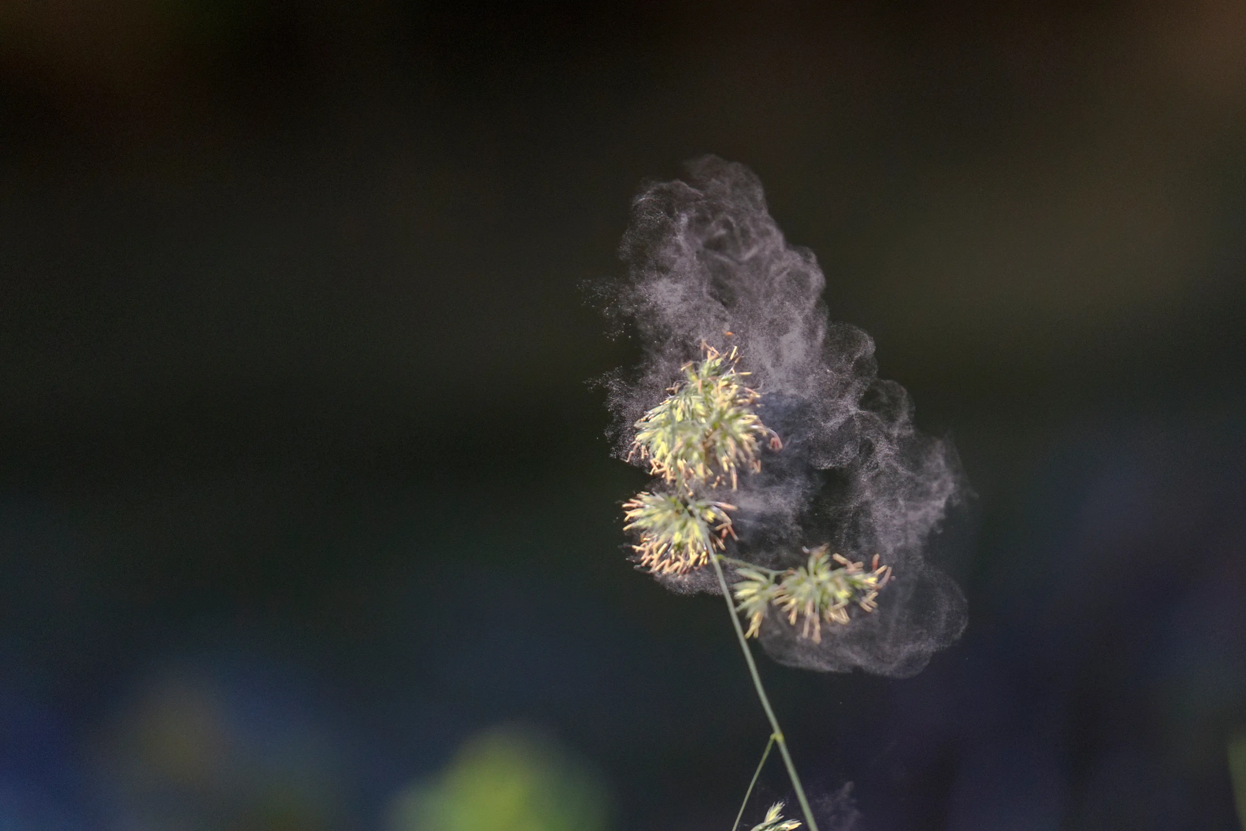 Pflanze Pollen