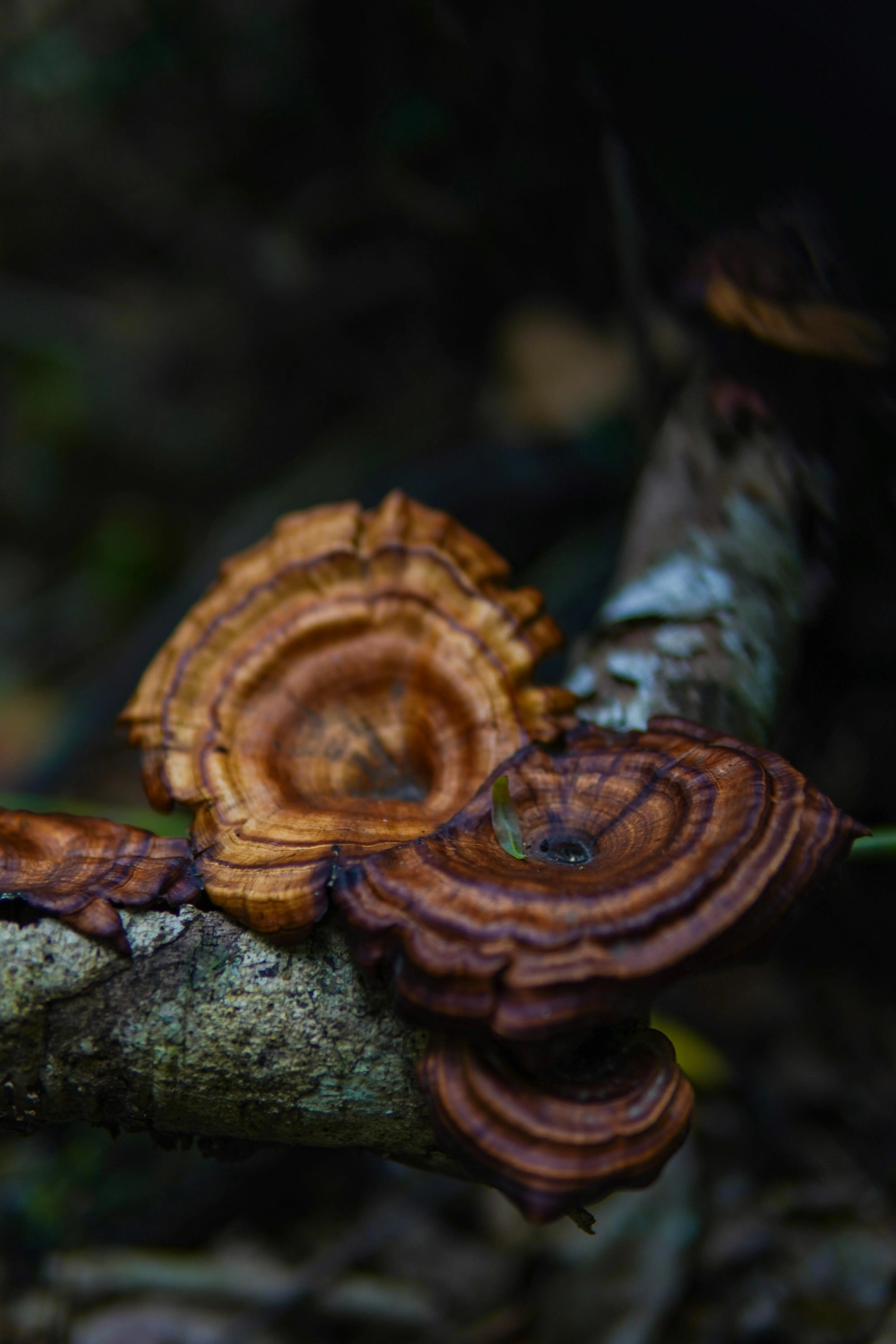 Reishi Pilz