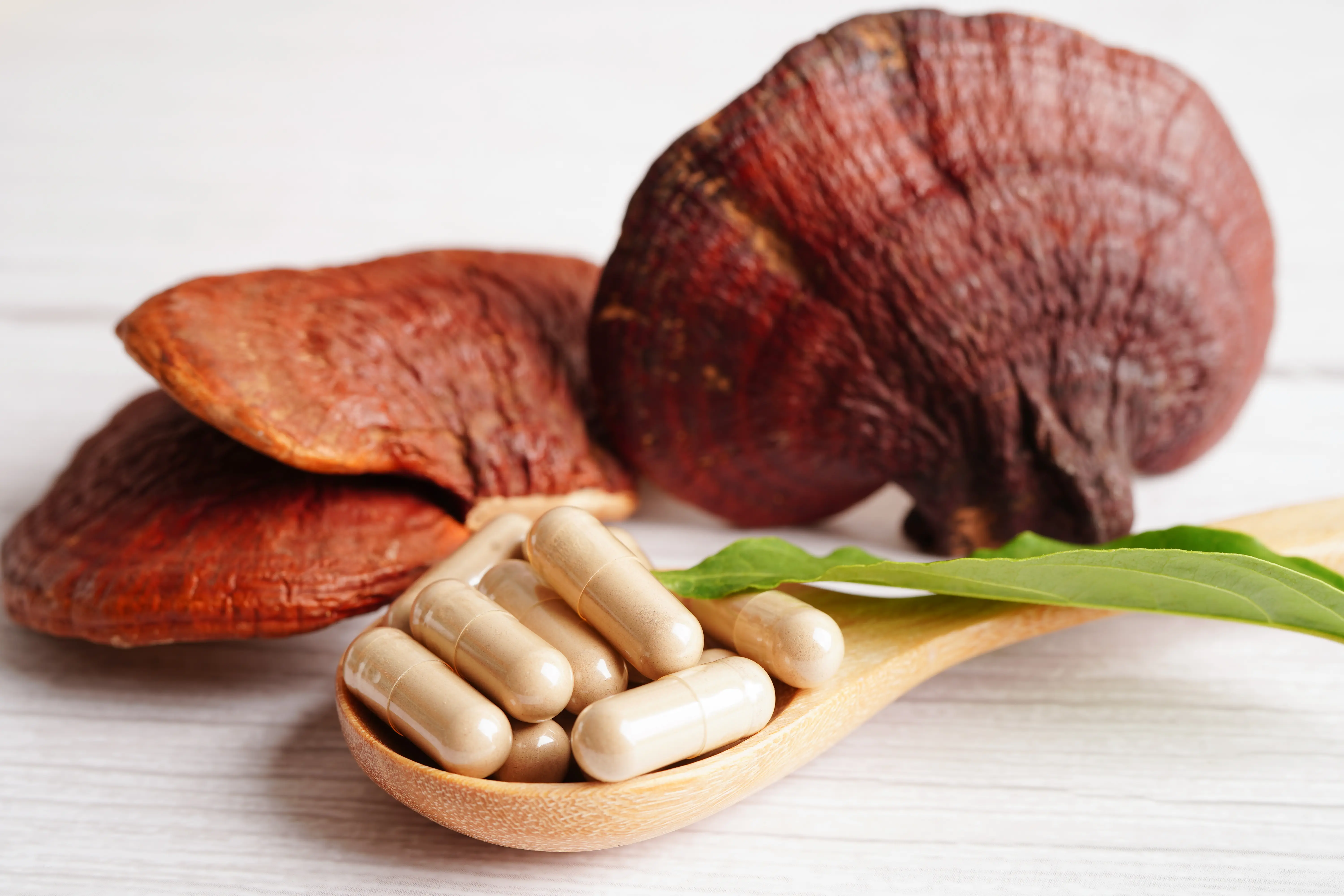 Reishi Pilz und Pillen