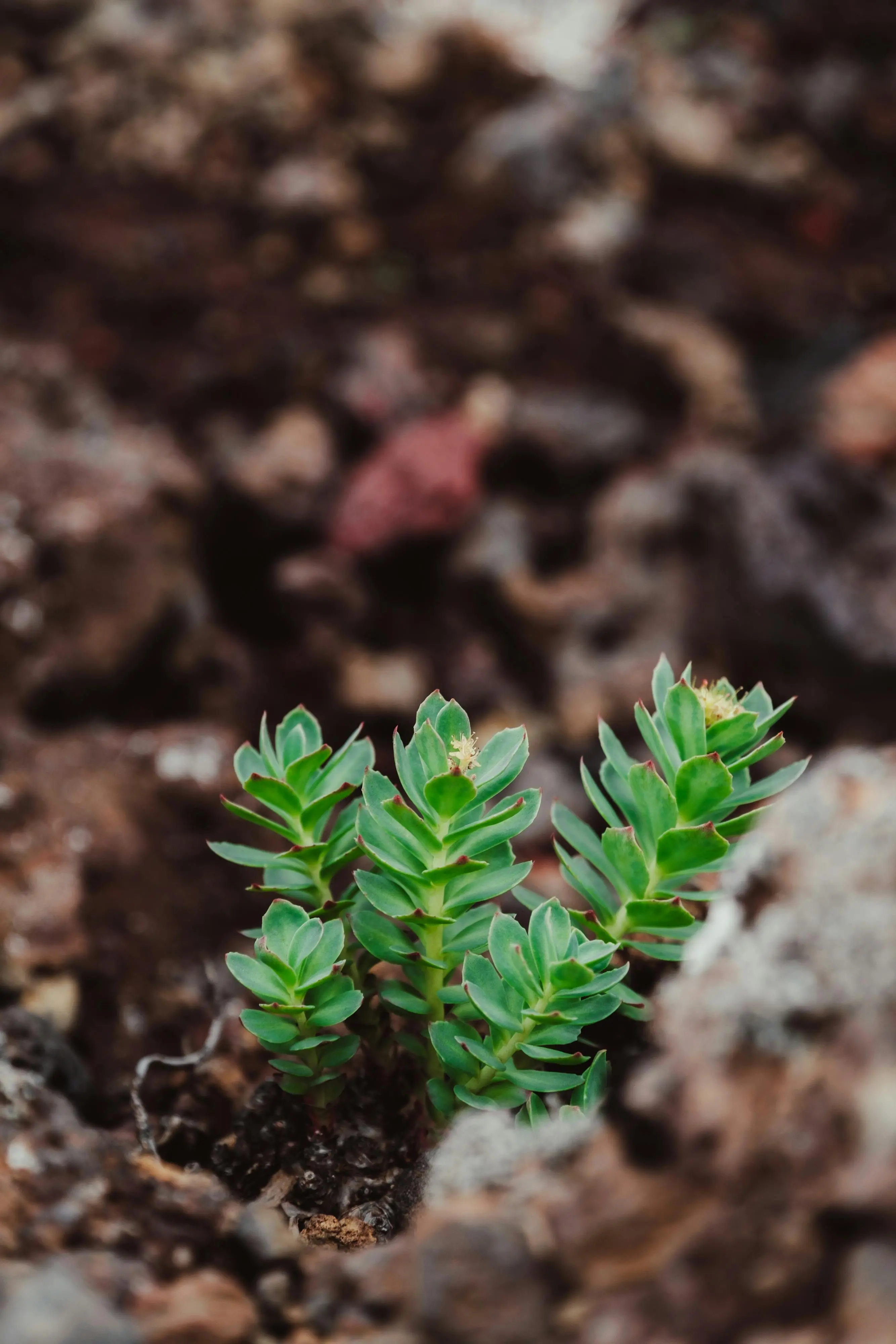 Rhodiola Rosea 