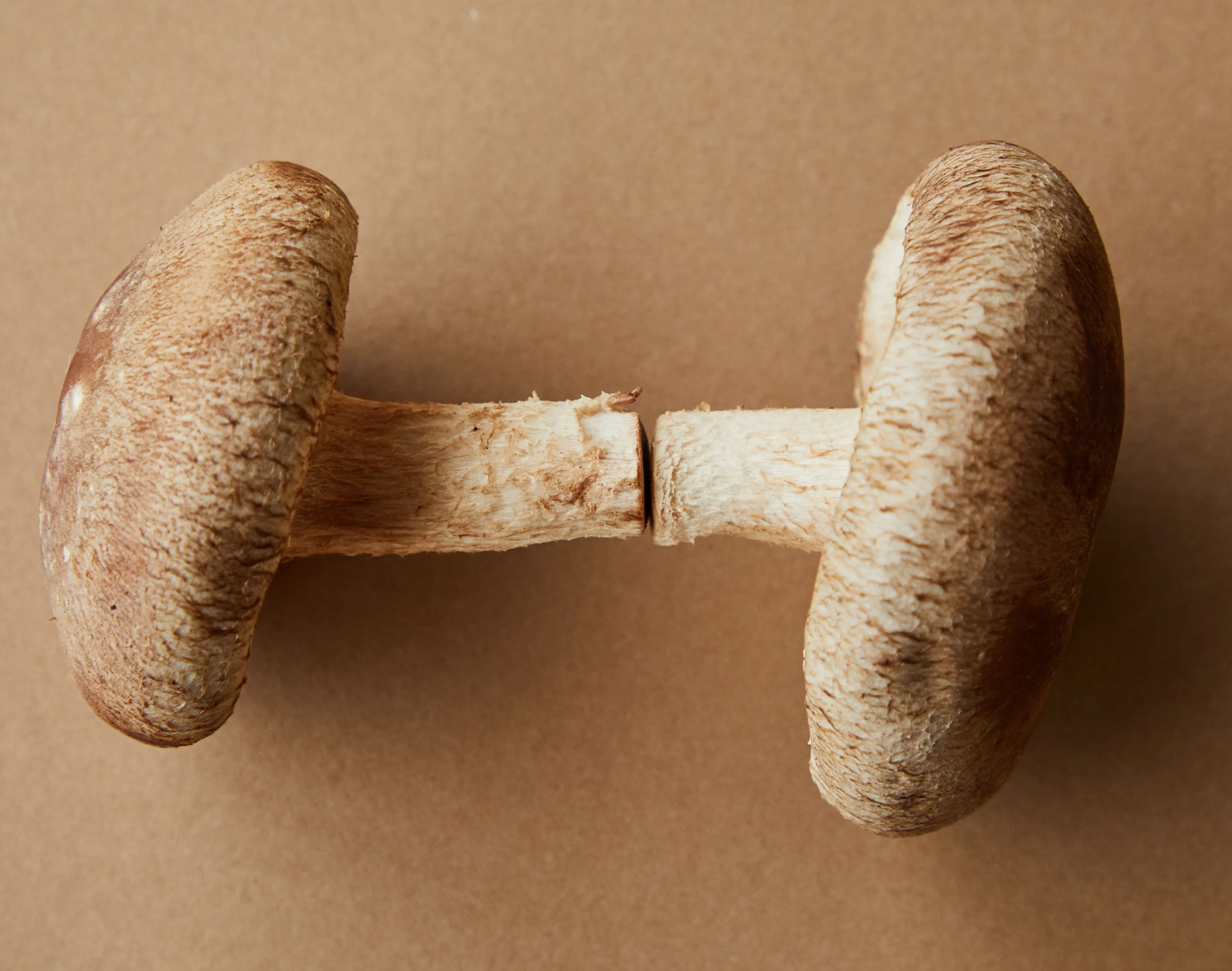 Pilze gesund Herz Cholesterin