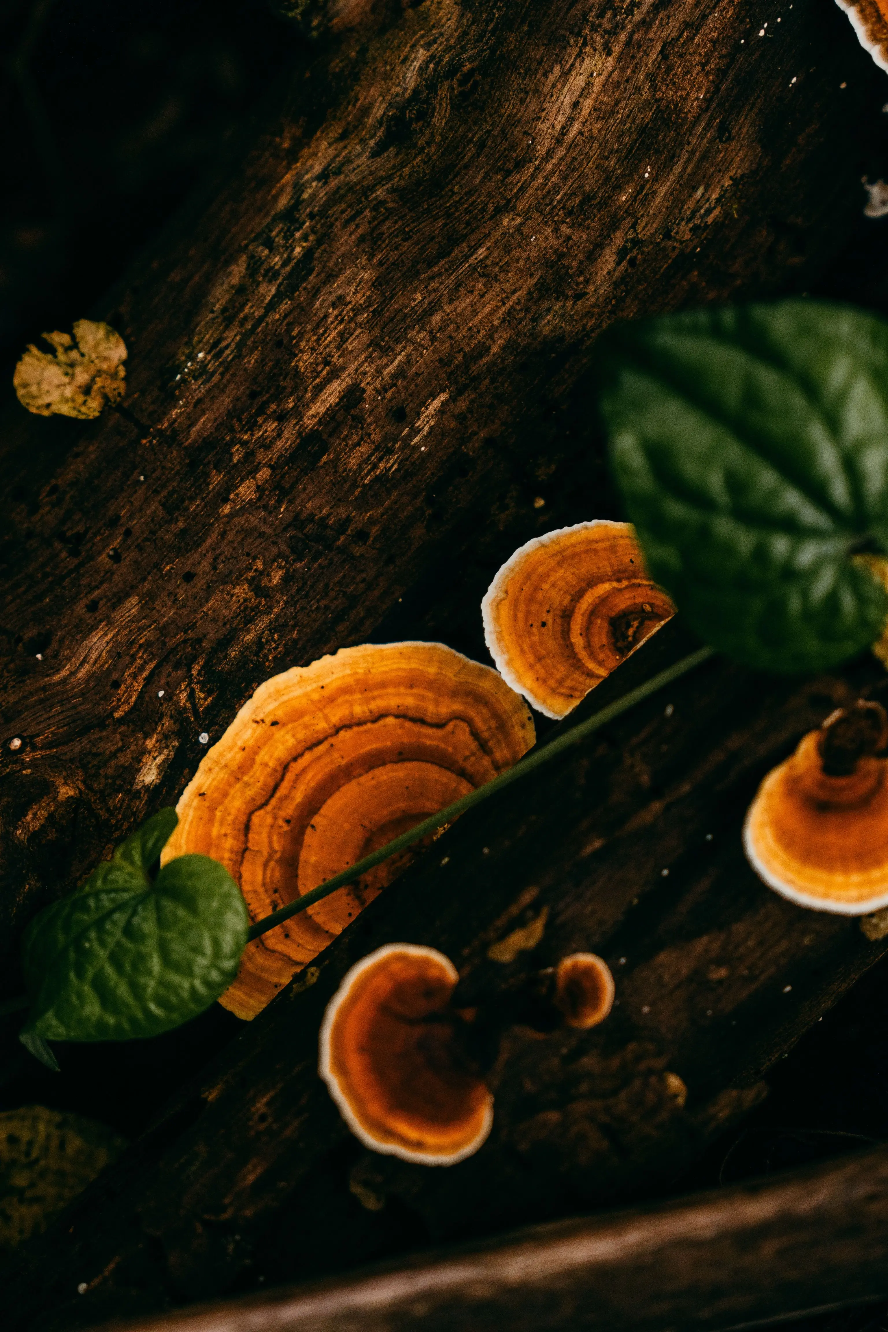 Reishi Pilz Vitalpilze gesund