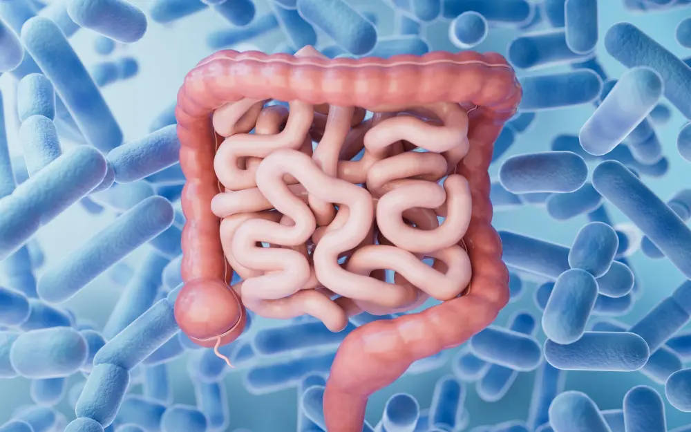 Darm Wechseljahre Leaky Gut
